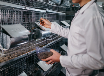 Выращивание шиншил и производство шиншиллового меха